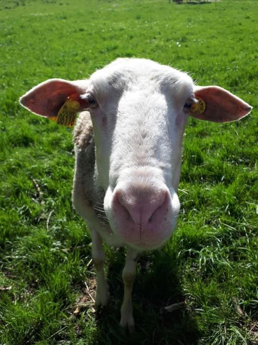 Gite A La Ferme, Avec Animaux, Fromages Et Nature Neuville-les-Decize Buitenkant foto
