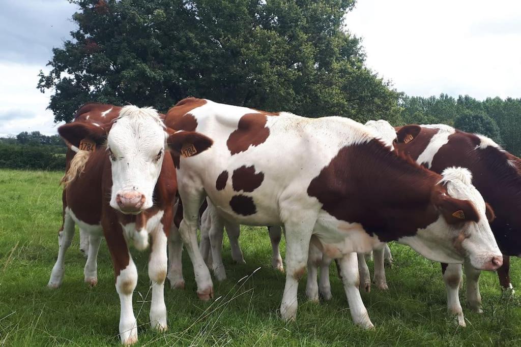 Gite A La Ferme, Avec Animaux, Fromages Et Nature Neuville-les-Decize Buitenkant foto