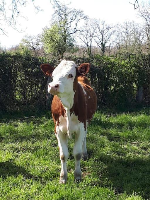 Gite A La Ferme, Avec Animaux, Fromages Et Nature Neuville-les-Decize Buitenkant foto